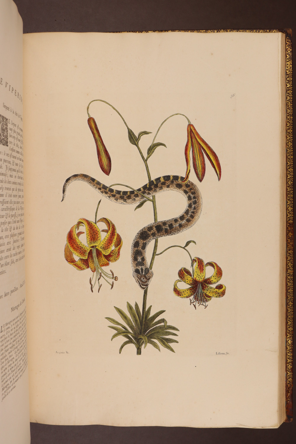 Plate 56